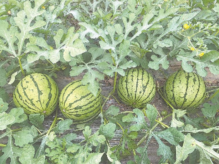 双剑合璧，闽台种业改写百姓食谱