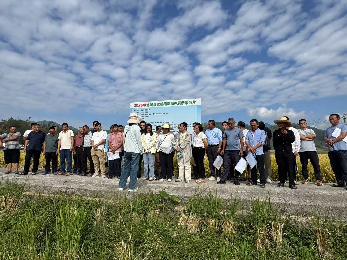 连城县举办2025年优质稻品种示范推广培训班暨首届优质稻品种米质鉴评会
