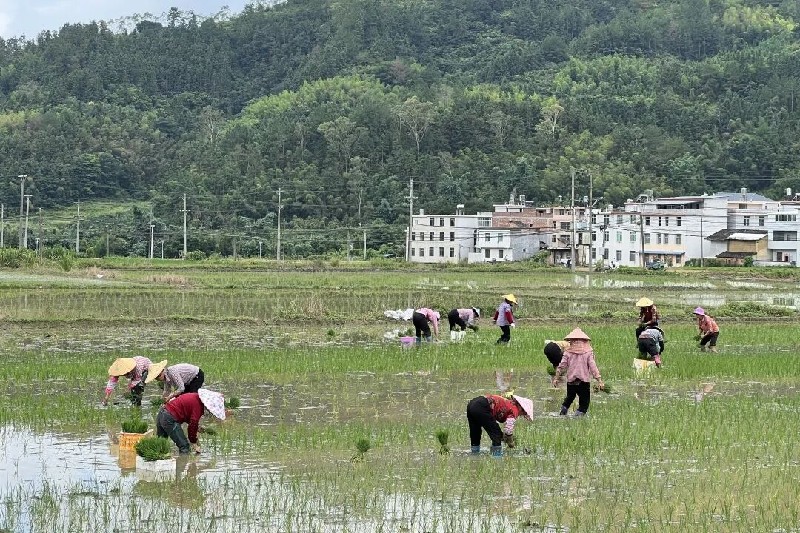 平和县杂交水稻制种示范基地落地实施