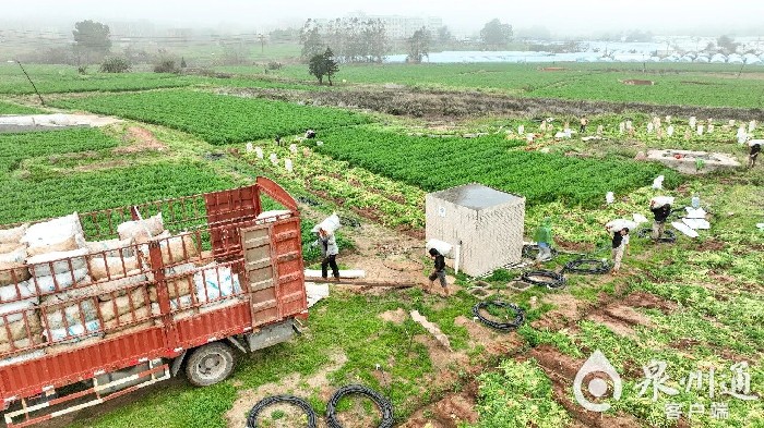 泉州：“中国芯”胡萝卜迎来新年首轮采收
