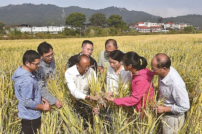 首次揭示稻谷“抗衰”新通路，我省科研为端牢中国饭碗注入“芯”动力——探寻让稻谷“青春”久驻的奥秘