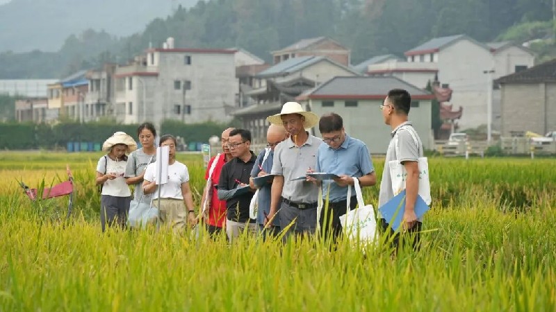 从实验室到大田!宁德加快杂交水稻“育繁推一体化”