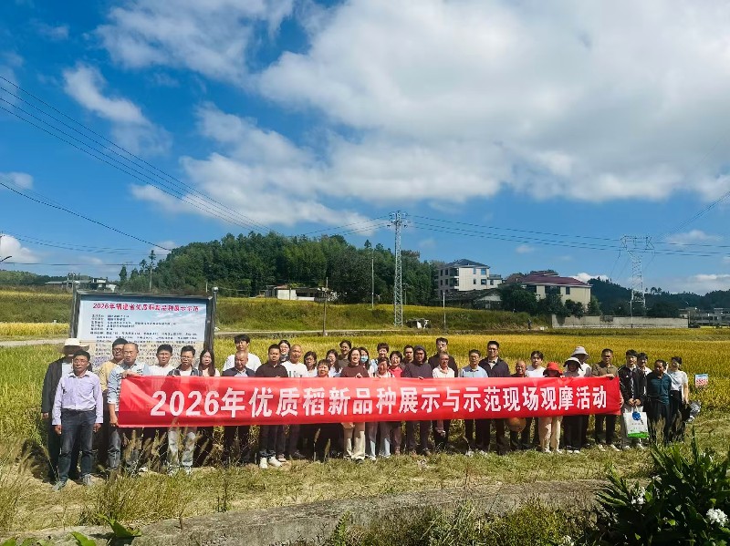 观摩鉴选好良种 科技赋能保粮安 —— 永泰县开展 2026年优质稻新品种观摩培训班