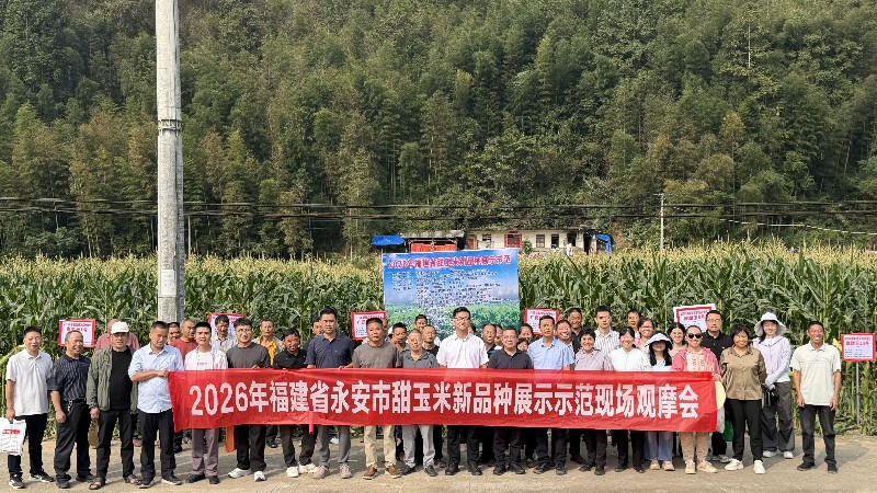 永安市开展鲜食甜玉米新品种展示示范现场观摩暨食味鉴评活动